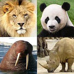 Скачать Animals Quiz Learn All Mammals Взлом (Все уровни разблокированы) на Андройд