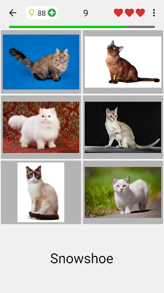 Cats Quiz Guess Popular Breeds МОД/Взлом [Много денег, Монет и Все открыто] Screenshot 2