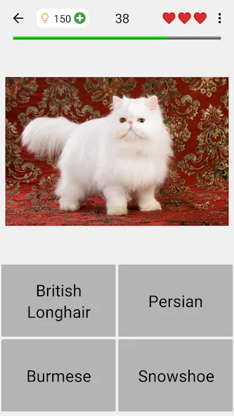 Cats Quiz Guess Popular Breeds МОД/Взлом [Много денег, Монет и Все открыто] Screenshot 4