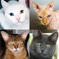 Скачать Cats Quiz Guess Popular Breeds Взлом (Все ответы открыты) на Андроид бесплатно