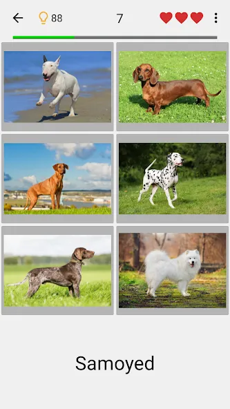 Dogs Quiz - Guess All Breeds! МОД/Взлом [Все открыто, Дополнительные деньги и Меню MOD] Screenshot 1