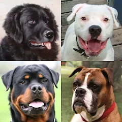 Скачать Dogs Quiz - Guess All Breeds! Взлом на всё открыто на телефон бесплатно
