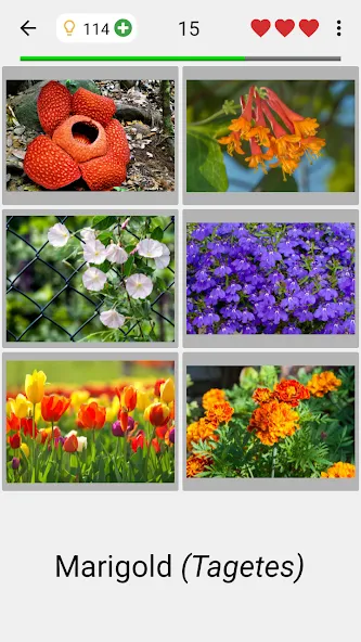 Flowers Quiz - Identify Plants МОД/Взлом [Меню, Бесконечные монеты и Открытые уровни] Screenshot 2