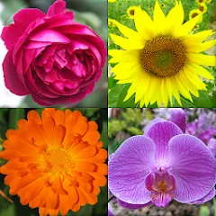 Скачать Взломанная Flowers Quiz - Identify Plants на Андроид с разблокированными подсказками
