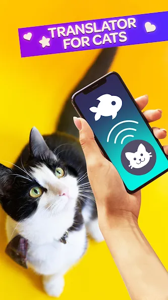 Cat Translator Pet Talk Meow МОД/Взлом [Все открыто, Дополнительные деньги и Меню MOD] Screenshot 1