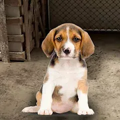Скачать My Pet Animal Shelter World Взлом (Много денег) на Андроид бесплатно