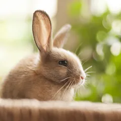 Скачать 1 picture and a few words Взлом (Все уровни открыты) на Android бесплатно
