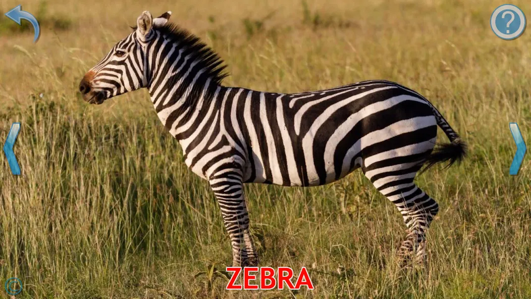 Animals for Kids МОД/Взлом [Много денег, Монет и Все открыто] Screenshot 3