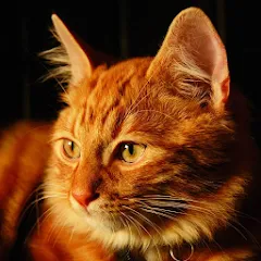 Скачать Взломанная Talking Lovely Cat на Андроид - Бесконечные деньги